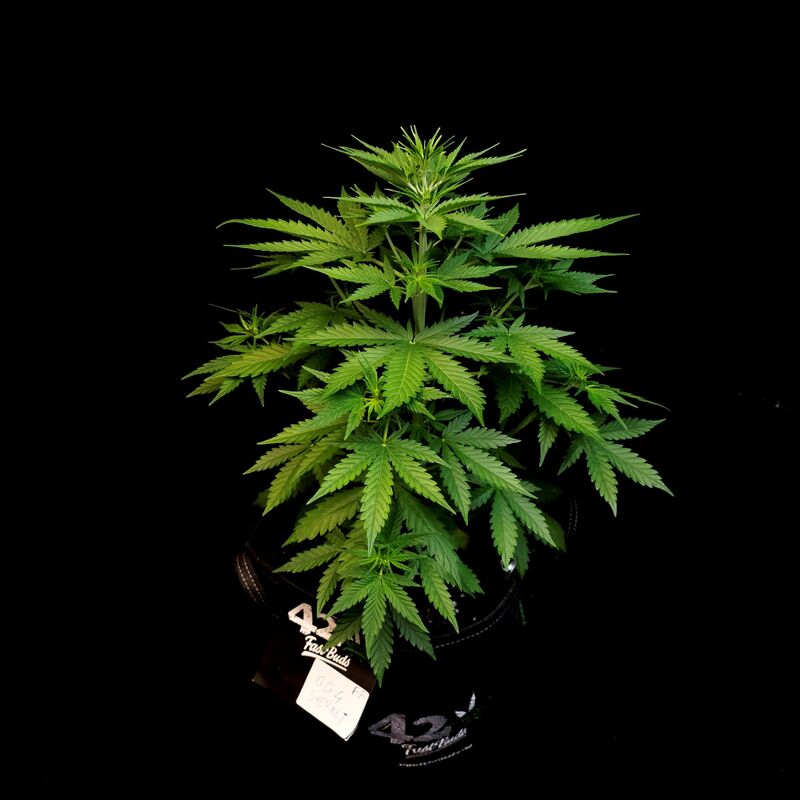 GG4 Sherbet FF, Фасовка: 1, изображение 4